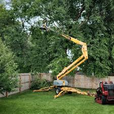 How Our Tree Care Process Works  in Jonestown, TX